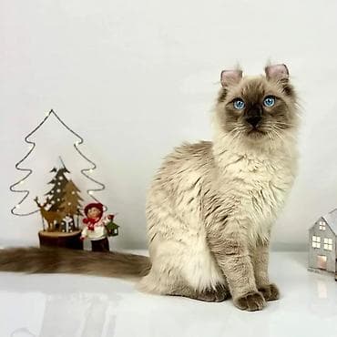 Үй жаныбарлары: Америкалык кёрл, 2 айлык, Ургаачы, Эмделген — 5