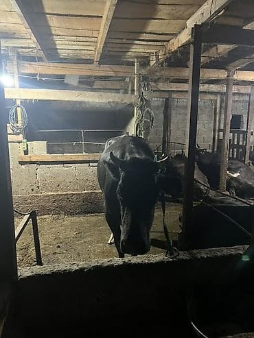 матки пчел: Продаю | Корова (самка) | Для молока | Привязанные — 4