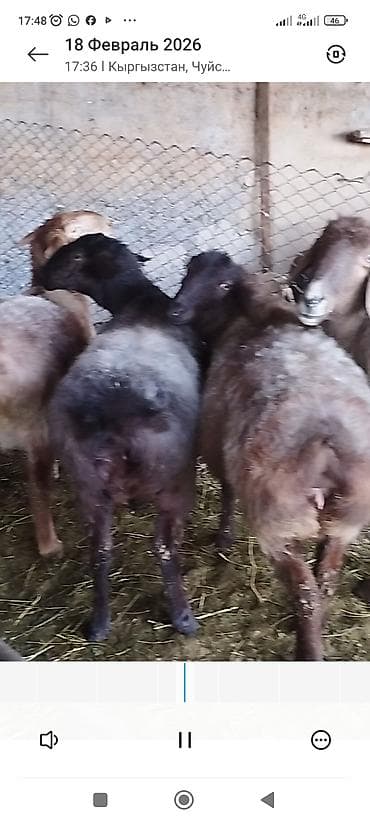 сколько стоит дворняга: Продаю | Овца (самка) | Полукровка | Для разведения | Котные — 4