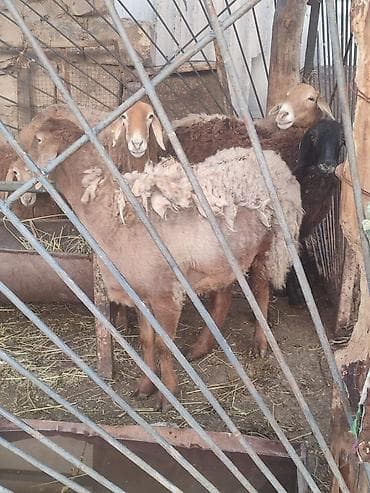 Сатам | Ургаачы кой (ургаачы) | Көбөйтүү үчүн | Ургаачы