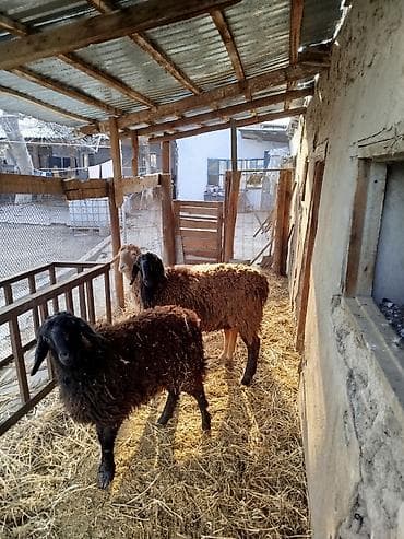 Продаю | Овца (самка) | Для разведения | Ярка