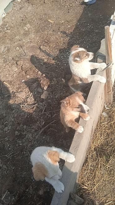 Аквариумы: Щенки-дворняжки, помесь средних пород - Возраст: на фото малыши — 2