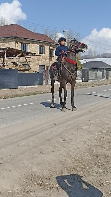 меняю на баран: Продаю | Жеребец | Конный спорт — 4