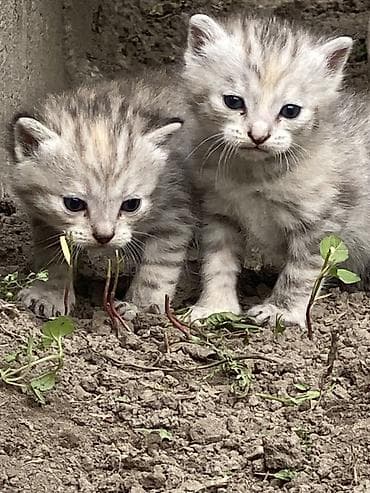 животные котята: Котята, домашние. Окрас: серебристо-песочный табби с кремовыми — 1