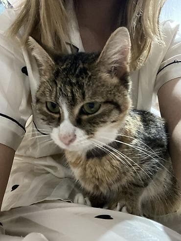 Отдам даром кошку: 1 год, Мальчик, Кастрирована, Приучена к лотку, Проглистована — 1