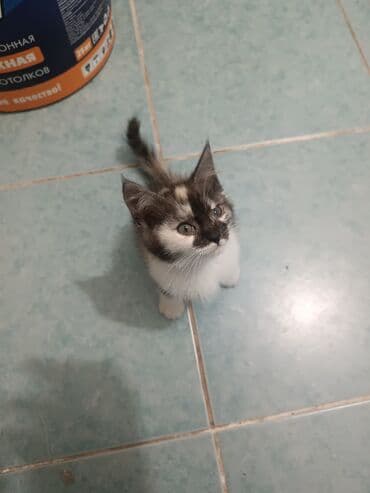 кошка скотиш фолд: Кошка даром: Ангорская, 2 месяца, Девочка — 3