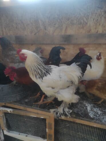 кой кыркыч: Продаю Куриц и петухов породы "Брама" Яйценоские и на мясо. Отличные — 3