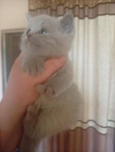 Башка жаныбарлар: Плюшевые котята серо-голубого окраса.писать только Вацап бронирование — 3