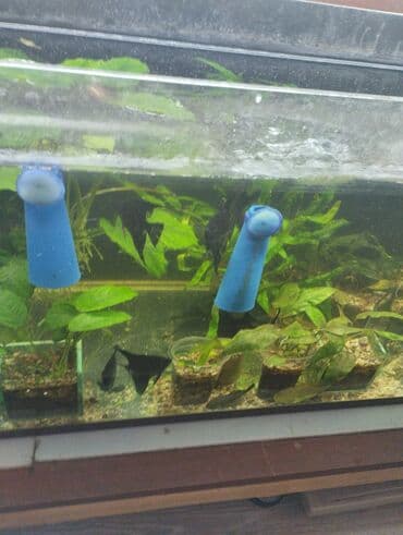 малек форели: Гуппи 35с меченосцы от 50 с анцитрусы мальчики взрослые по 300с — 10