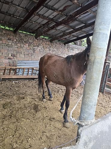 охотничый собака: Продаю | Кобыла (самка) | Полукровка | На забой | Племенные — 6