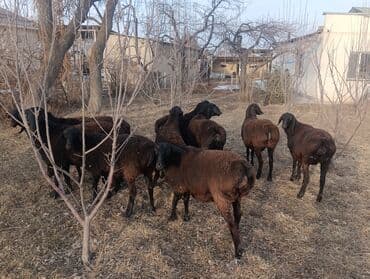 курица инкубатор: Продаю | Ягненок | Гиссарская | Для разведения | Ярка — 6