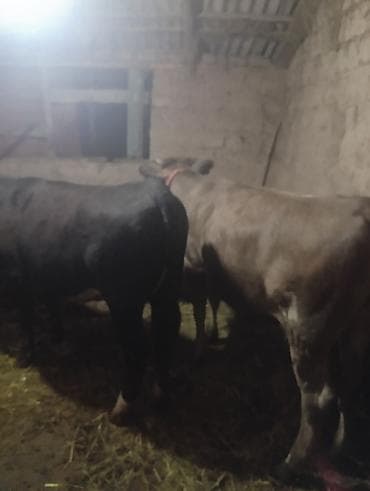 ангус корова: Продаю | Бык (самец), Тёлка, Музоо, торпок | На откорм | Привязанные — 5