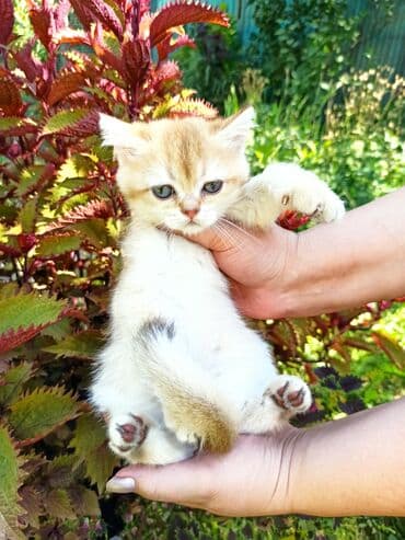 показы 1 354 72 договорная кошка даром британская короткошёрстная 1 год мальчик метис 2 позвонить написать: Шотландский котенок (девочка/страйт) золотого окраса - Окрас: тёплый — 1