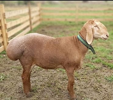 утки белые: Продаю | Баран (самец) | Арашан | Для разведения — 1