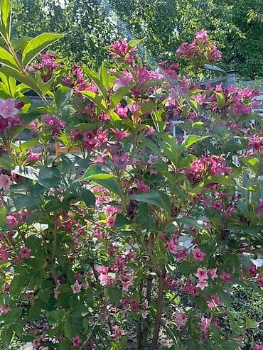 тай полукровка: Вейгела — 1