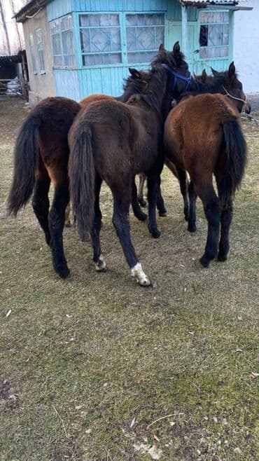 отдам даром охотничью собаку: Продаю | Жеребенок | Для разведения — 1