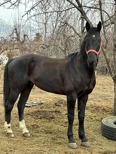 Продаю | Конь (самец) | Рабочий — 1