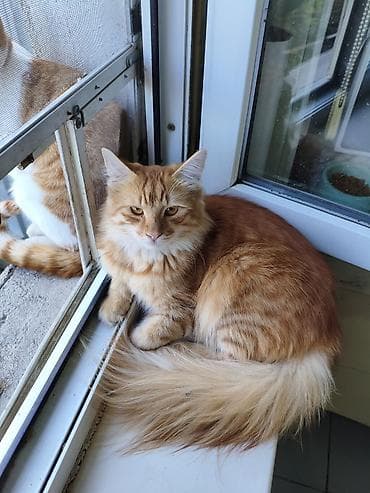 кошке: Кошка даром: Беспородная, Мальчик — 1