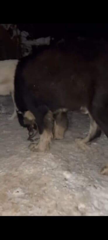 шпиц девочка: Продажа собак — 8