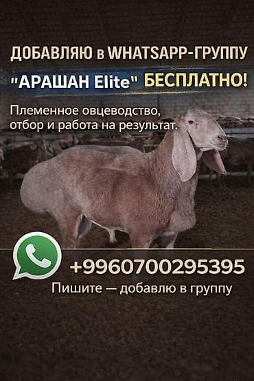 Продаю | Овца (самка), Ягненок, Баран (самец) at lalafo.kg Продаю | Овца (самка), Ягненок, Баран (самец)