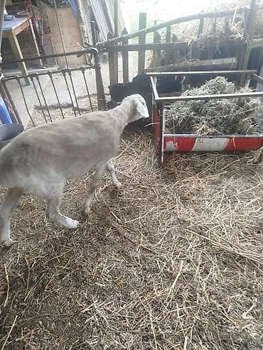 эркек ит ош: Сатам | Ургаачы кой (ургаачы) | Көбөйтүү үчүн | Ургаачы — 7