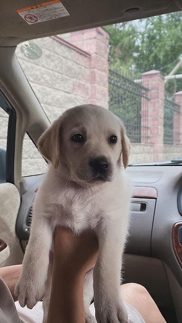 Продаётся щенок лабрадора! 🐶 Мальчик, 2 месяца. Здоровый, активный