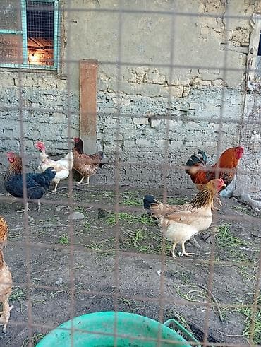 дом для кур: Продаю | Куры | Домашняя | Несушки — 4