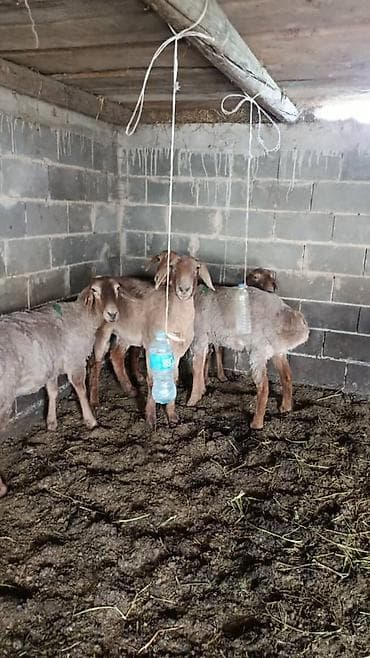 Продаю | Овца (самка) | Для шерсти, Для разведения, На забой | Матка