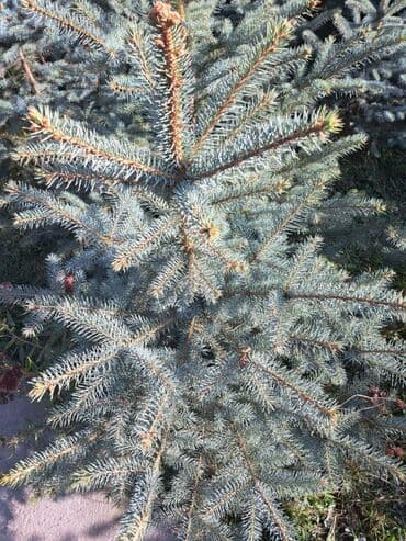 саженцы хвойных пород: Саженцы деревьев: Ели — 4