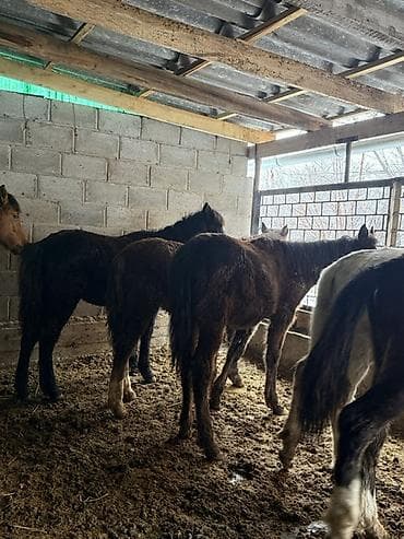 Грызуны: Продаю | Жеребенок | Полукровка | Для разведения — 5