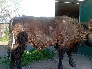 швицкая порода: Продаю | Бык (самец) | На откорм — 6