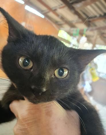 маленькие кошки: Котята аккуратные и ухоженные — 4