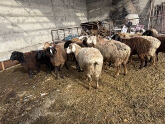 домик для кот: Сатам | Кочкор (эркек), Козу, Ургаачы кой (ургаачы) | Гиссар, Долан, Романовская | Көбөйтүү үчүн, Жүн үчүн, Союуга | Асыл тукумдуу, Козулаган, Бычылган — 3