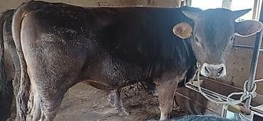 кормовая соль для животных: Продаю | Бык (самец) | Полукровка | На откорм | Осеменитель — 2