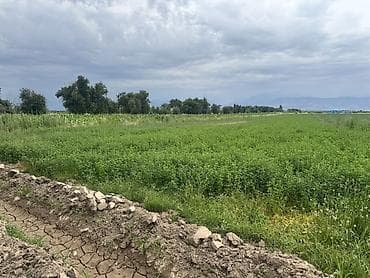 ысык куле: 150 соток, Айыл чарба үчүн, Сатып алуу-сатуу келишими — 1