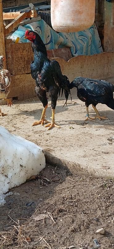 шотландская вислоухая кошка: Продаю | Петух | Бойцовая | Для разведения — 5