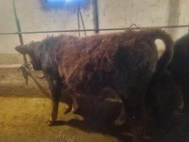 Продаю | Тёлка | На откорм | Привязанные at lalafo.kg Продаю | Тёлка | На откорм | Привязанные