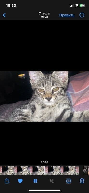 Пропал кот‼️‼️ + - обычный - Ватсап Зовут Гуфи большие ушки at lalafo.kg Пропал кот‼️‼️ + - обычный - Ватсап Зовут Гуфи большие ушки