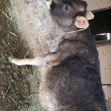 Товары и оборудование для с/х животных: Продаю | Бык (самец) | Полукровка | На откорм | Привязанные — 4