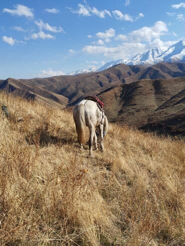 продам бу оборудование для птицефабрики: Продаю | Жеребец | Рабочий — 5