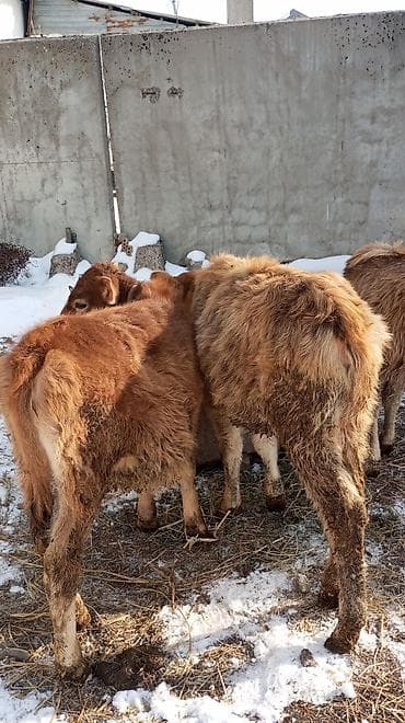 Продаю | Тёлка | На откорм at lalafo.kg Продаю | Тёлка | На откорм