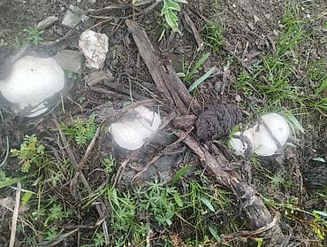 ящик для клубника: Свежие дикие грибы белый горный — 2