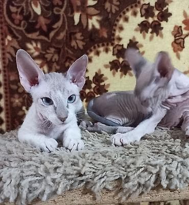 Мышыктар: 🐾🐈‍⬛ Голубоглазые донские сфинксы, 3-х месячные мальчик и девочка — 5