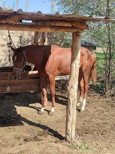 үй жаныбарлар: Сатам | Байтал | Англиялык | Ат спорту | Жасалма жол менен боозутуу — 10