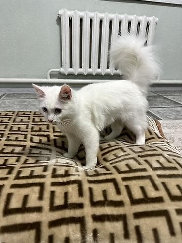 кошка рэгдолл: 5 месяцев, Девочка, Белый, Приучена к лотку — 1