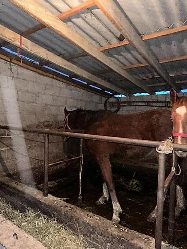 лошади кабылы: Продаю | Кобыла (самка) | Рабочий — 3