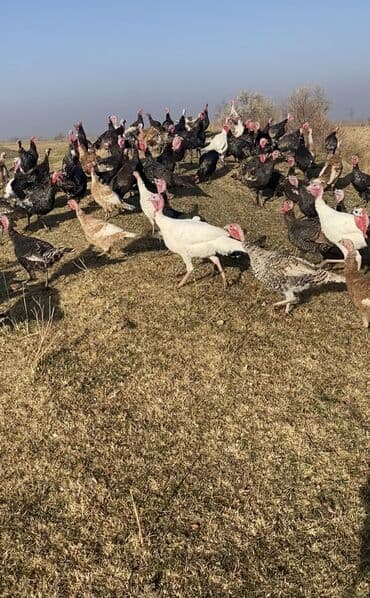 Зоотовары: Продаю | Индюк (самец) | На забой | Племенные — 2