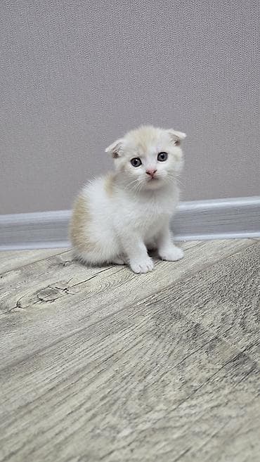 Грызуны: Скотиш Фолд (Шотландская вислоухая), 1 месяц, Мальчик, Голубой, Приучена к лотку — 9