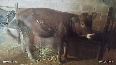 аквариумы с рыбками: Продаю | Корова (самка) | Полукровка | На забой — 6