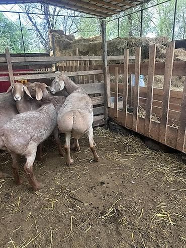 романовский порода: Продаю | Баран (самец) | Арашан | Для разведения | Племенные — 5